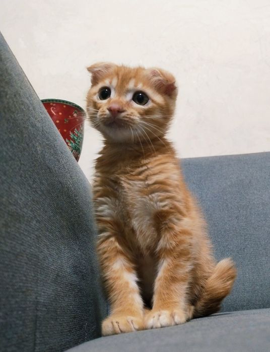 Шотландский вислоухий кот