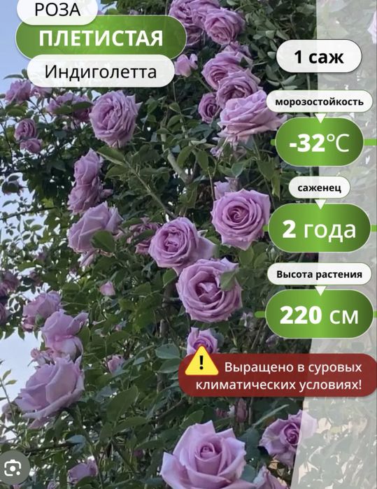 Вьющаяся английская роза