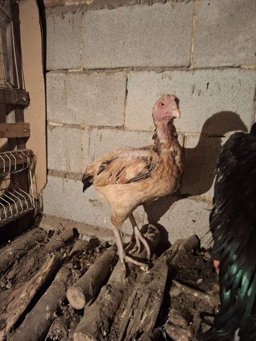 Продам даканок привозных кровей