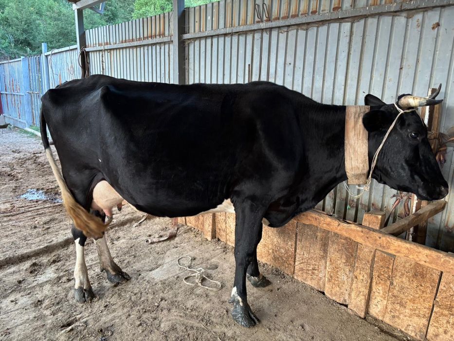 Ірі-қара мал сатылады