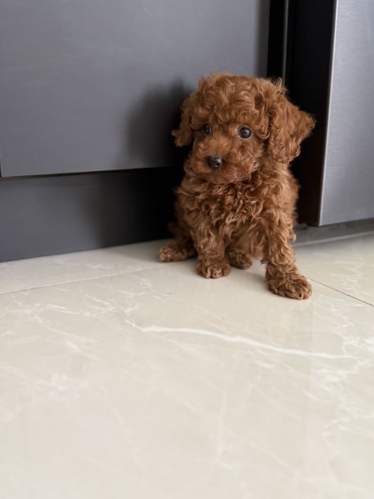Пудел Той/Poodle Toy