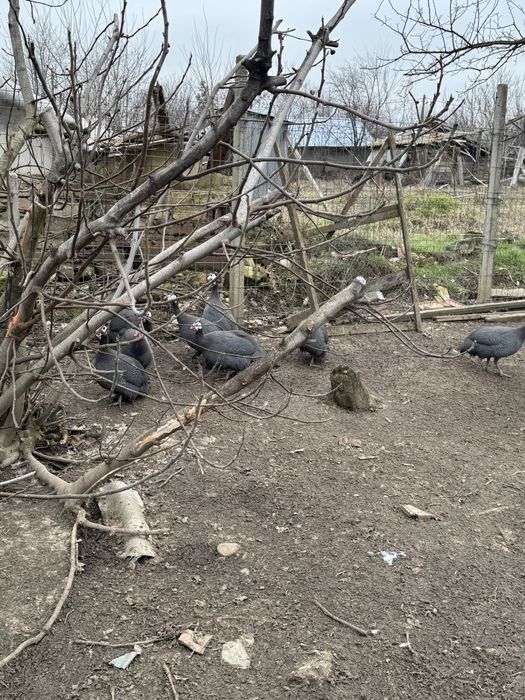 4 bibilici de vanzare