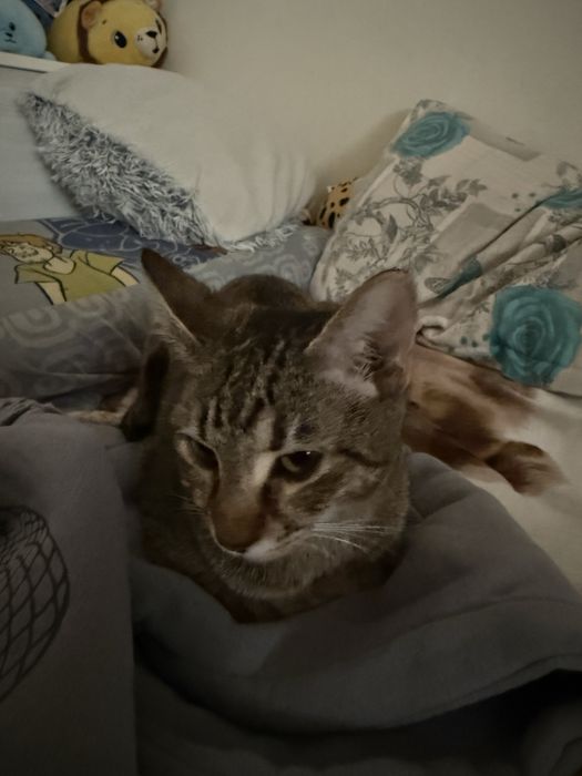 Pisicuta spre adoptie