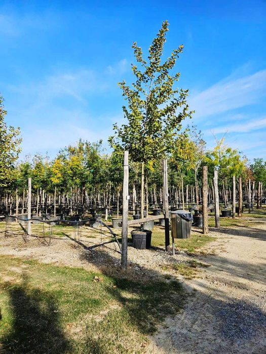 Plante Ornamentale de Elită – Aclimatizare Perfectă