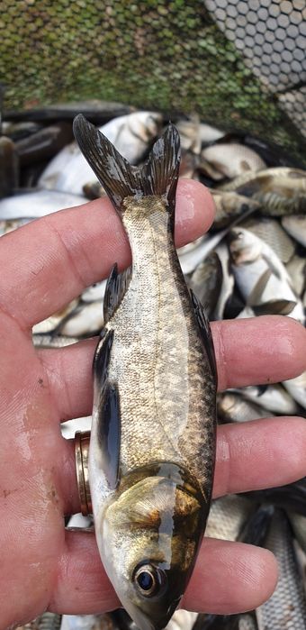 Crap , cteno , amur , fitofag , novac .