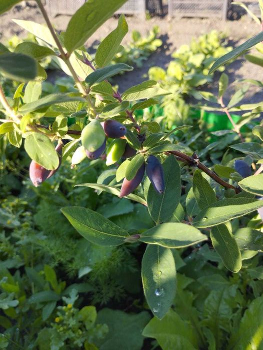 Продам дачу в обществе Борки