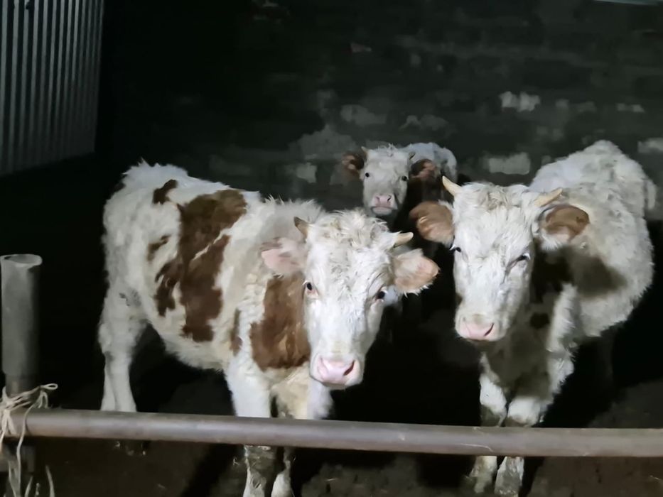 Продам телок возраст год и месяц