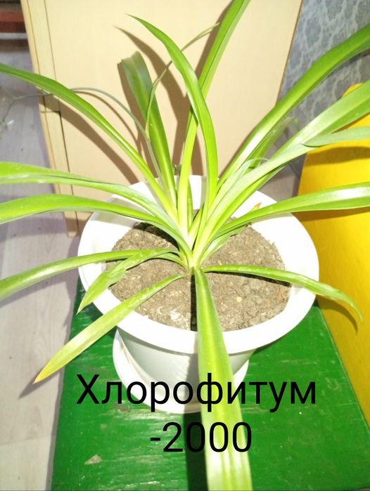 Продаю домашние, комнатные  цветочки.