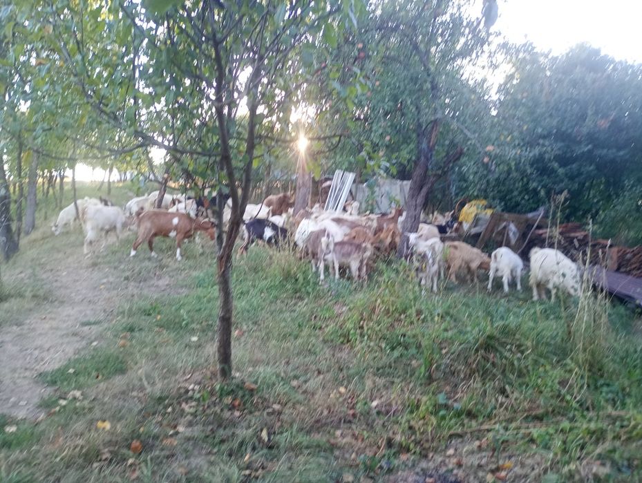 Iezi castrați ..