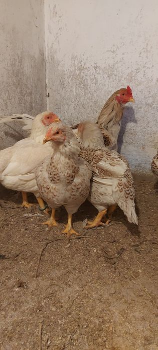 Capră alpina franceza