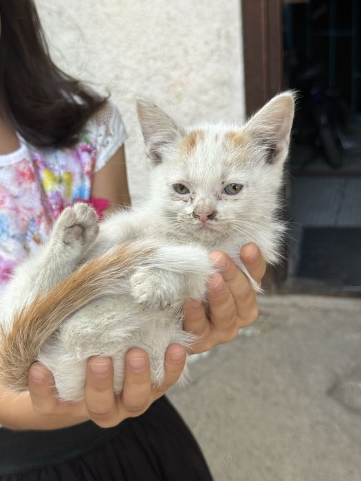 Котята бесплатно