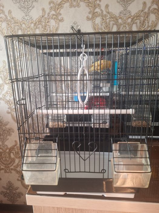 Qafas                  .