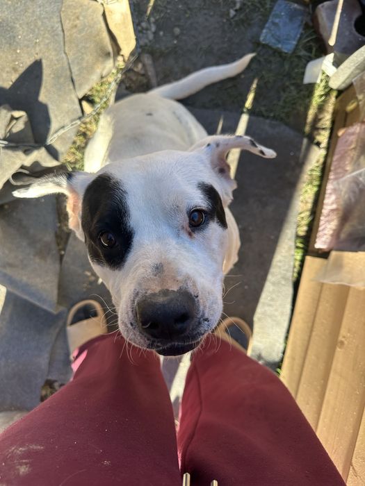 Подарява се стафордширски териер