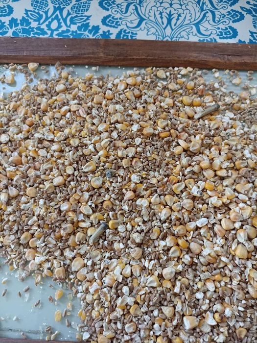 Пшеница.Платный чат! Все корма.