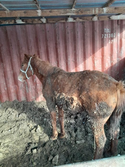 Семіз байтал сатылады