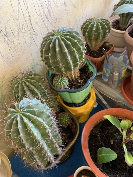 Продам комнатные цветы