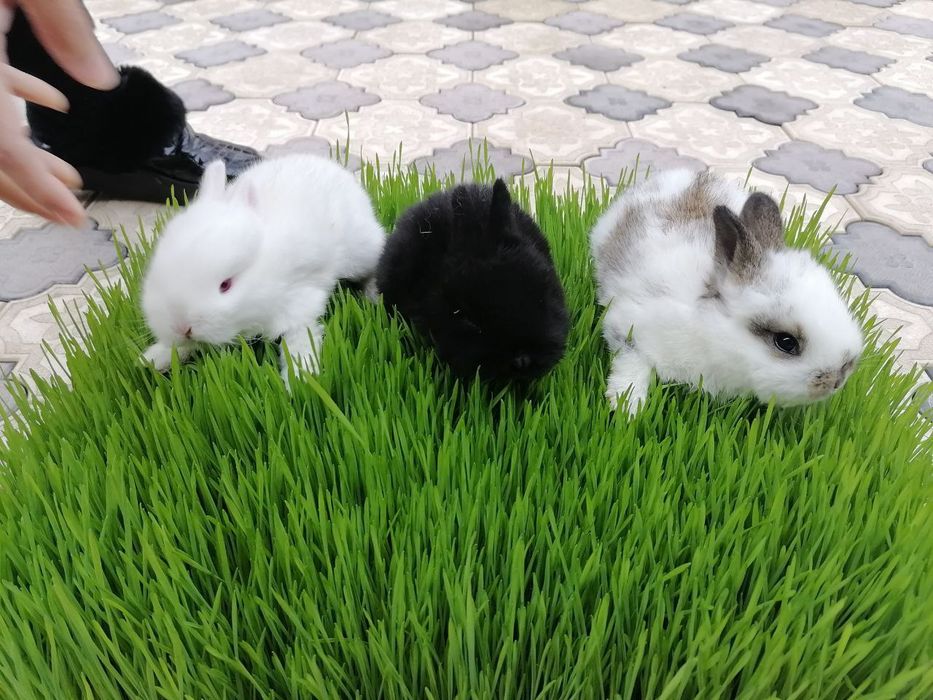 Quyon bolalari sotiladi