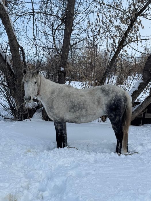 5 Жасар Буаз Бие Сатылады