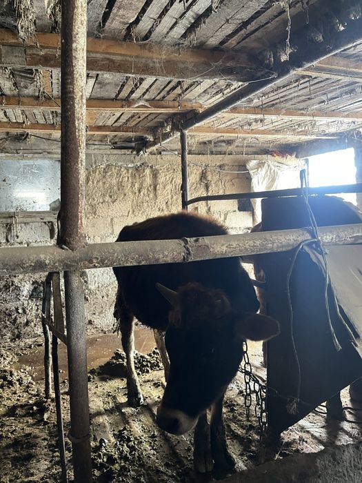 Бұқа сатыладыыыыыы