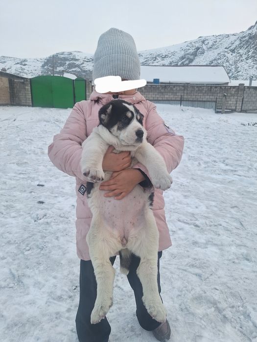 Продаётся алабай девочка нам 40 дней