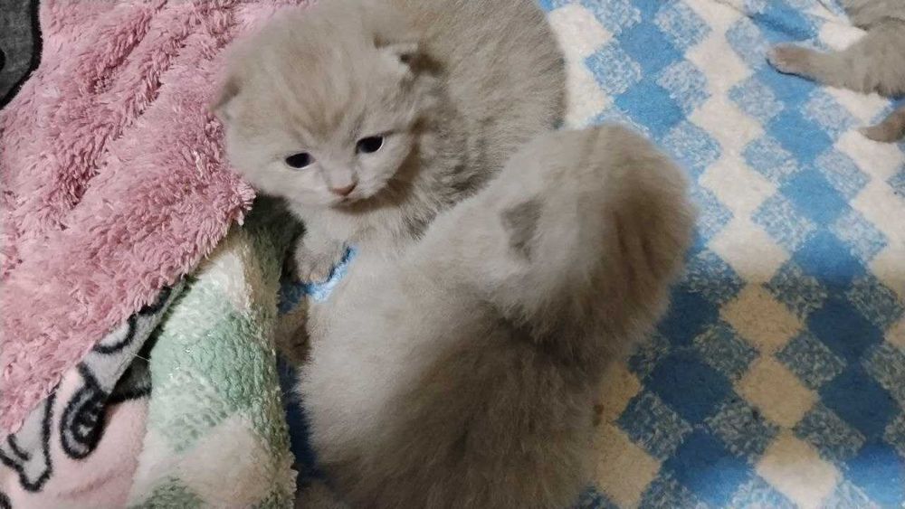 Котята Скоттиш-страйт, чистокровные британские котята, оттенок Лиловый