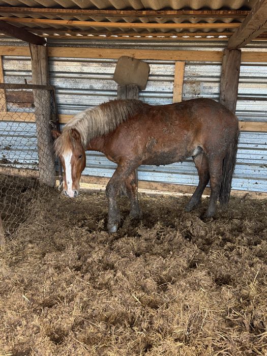 Продам жеребчика 2 года тяж