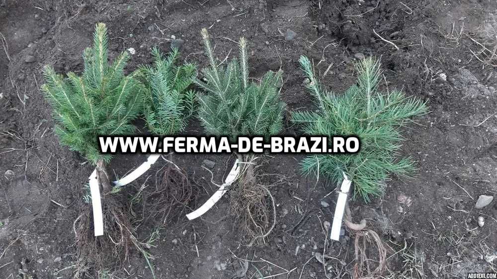 Pachet 50 bucati puieti brad, molid argintiu mixt STANDARD-10 specii