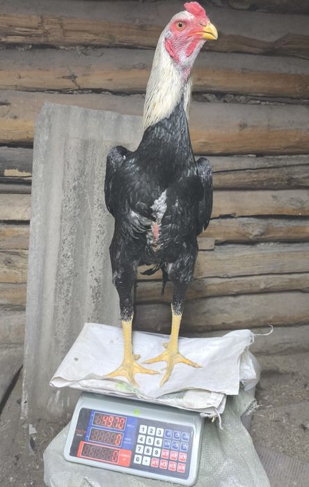 О шамо петух июньский