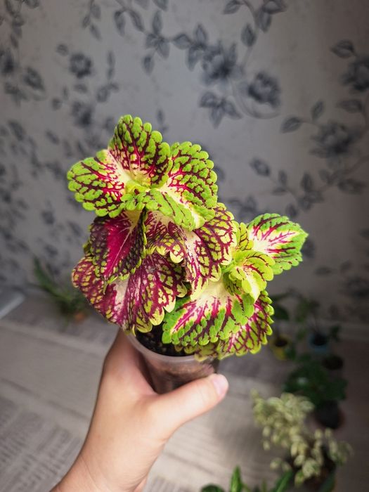 Пеперомия, аптения,традесканция,