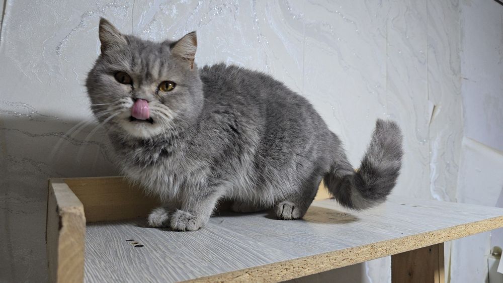 Британские девичка хомиладор