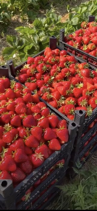 Разсад ягоди , малини и къпини