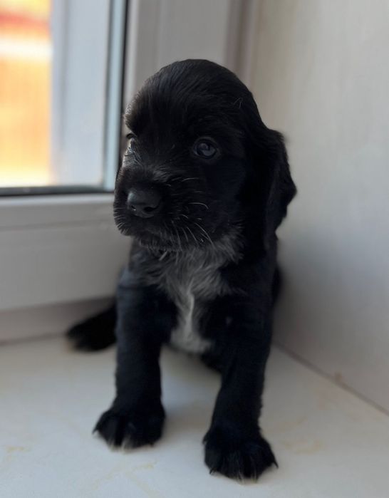 Продам щенков русский охотничий спаниэль.