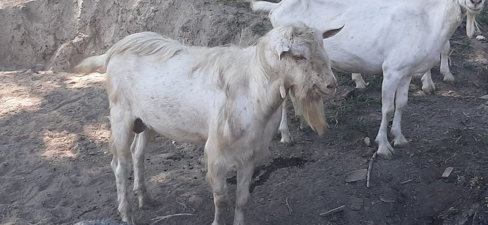 Продается Зааненеский козель