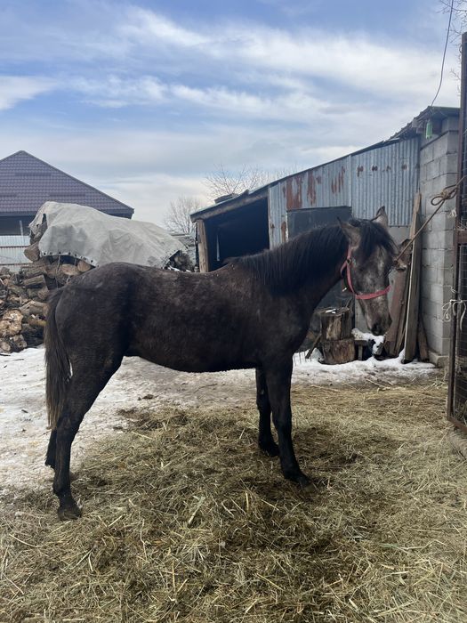 Жеребец обмен продажа