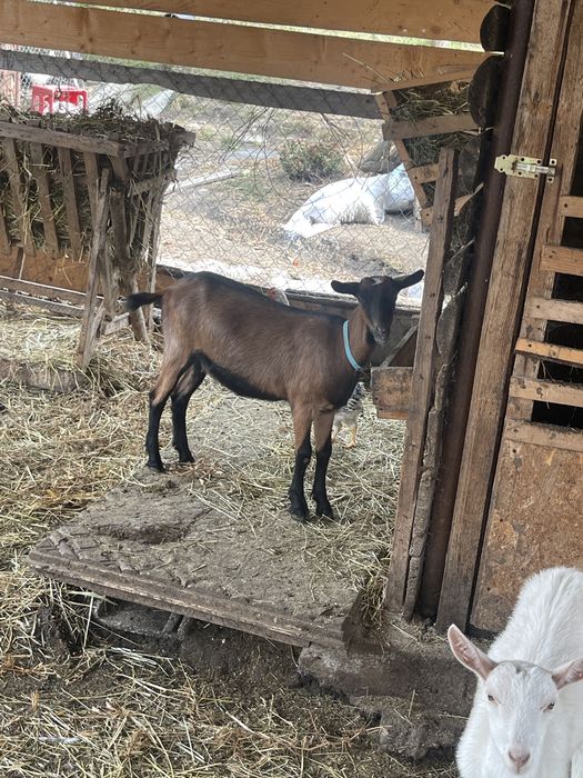 Vand ieduta alpina franceza