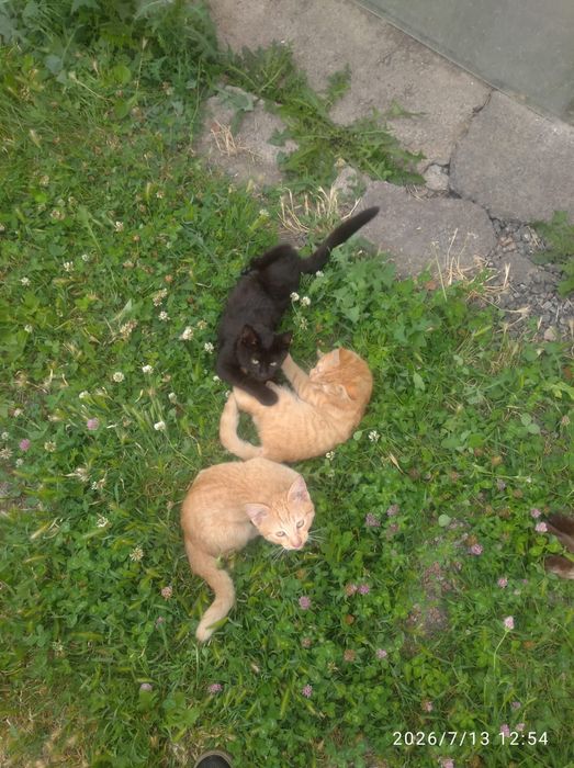 Отдам котят в добрыи руке