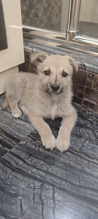 Щенок с доставкой в новый дом