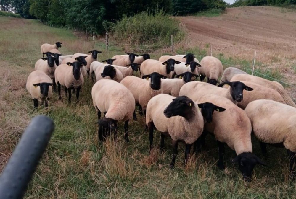 Oi suffolk cu pedigree oferta !