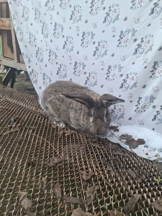 Sames erkak 7/8 oyli