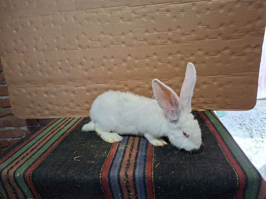 Зайци великани големи и малки