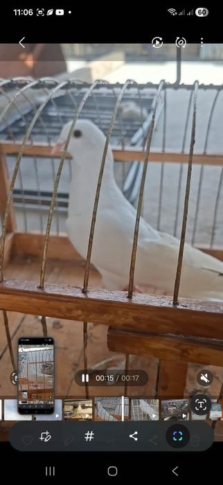 Продам Бакинцы голуби