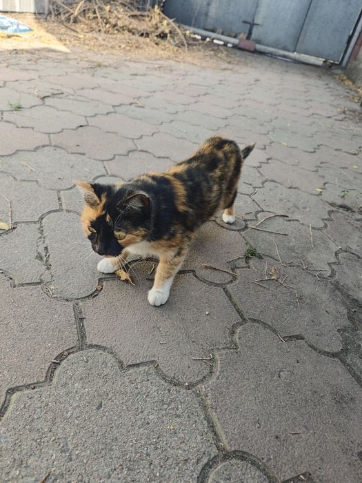 Отдам хорошую кошечку в добрые руки