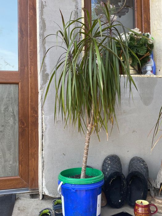 Planta Dracaena marginata