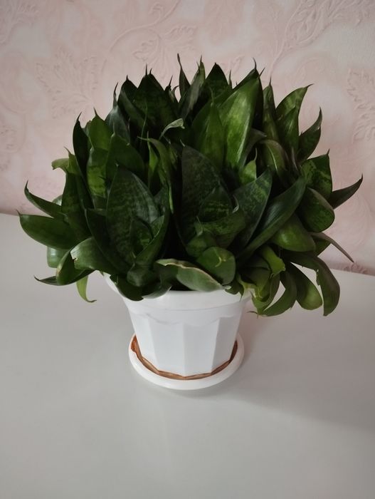 Продам Растение в горшке