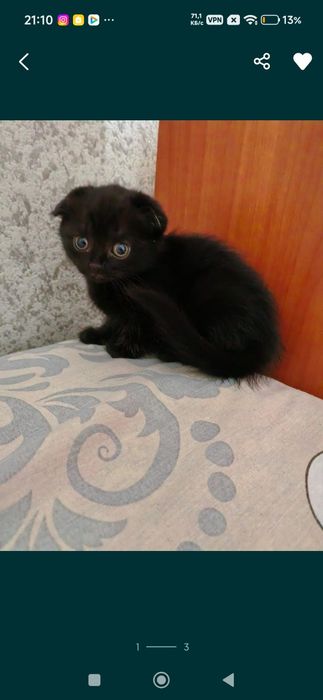 Шотландский веслоухий котенок