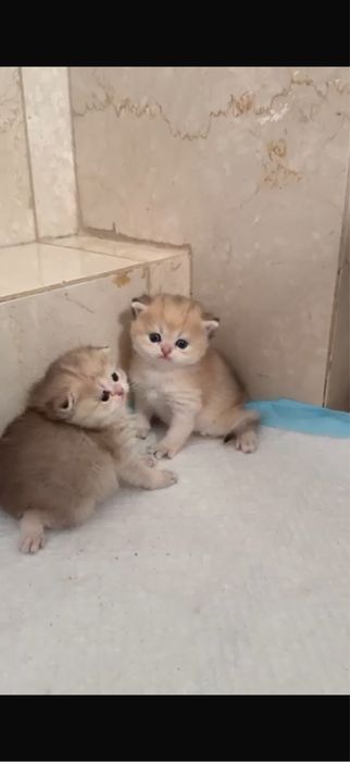 Шотландские шиншиллы