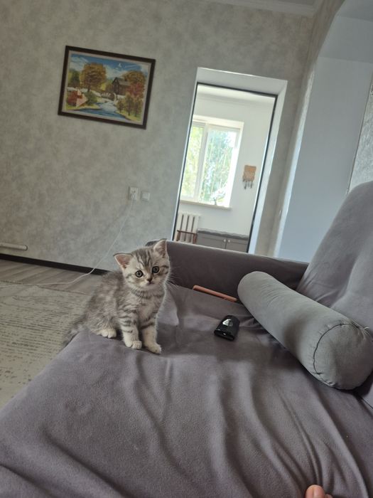 Котёнок, британецы