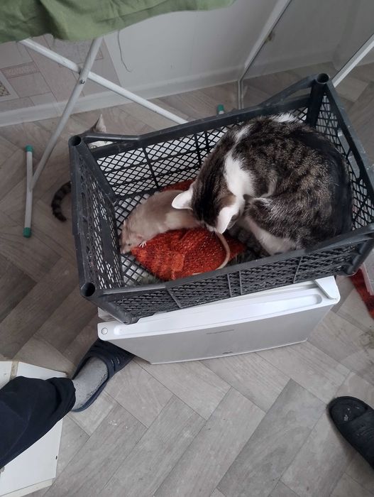 Отдам крысёныша с клеткой