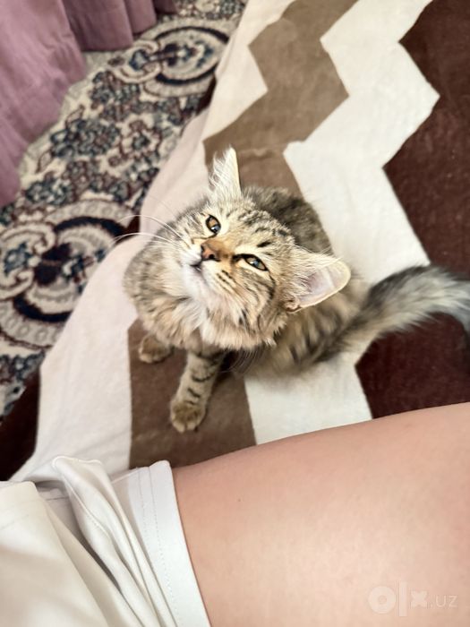 Отдам даром котенка