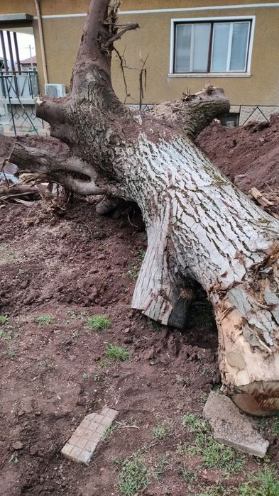 Продавам Орех за материал